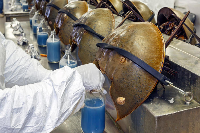 Horseshoe crabs are bled alive at a facility in Charleston, S.C., in June 2014.