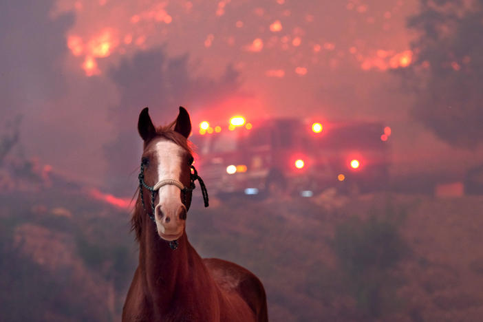 Horses are spooked by the Woolsey Fire near Paramount Ranch on Nov. 9, 2018, in Agoura Hills, Calif.