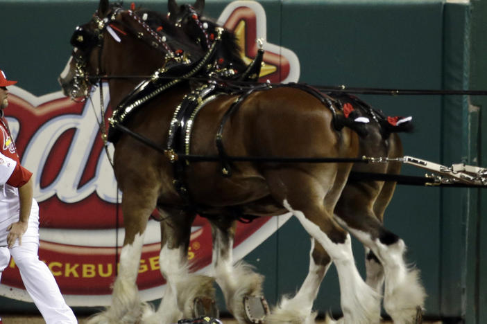 The practice known as tail docking artificially shortens a horse's tail. Budweiser says it has stopped the practice on its signature Clydesdales, seen here in 2012.