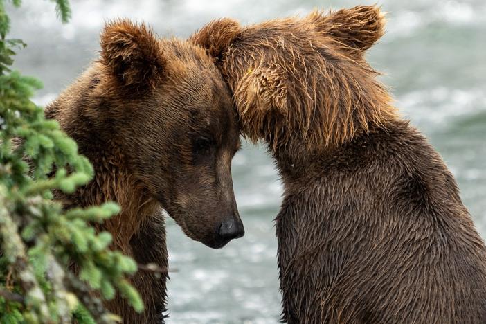 Two bear cousins became siblings this summer — and the new family fishes and lives together, led by 910.