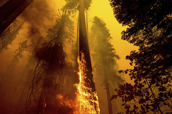 In this Sept. 19, 2021 file photo, flames burn up a tree as part of the Windy Fire in the Trail of 100 Giants grove in Sequoia National Forest, Calif.