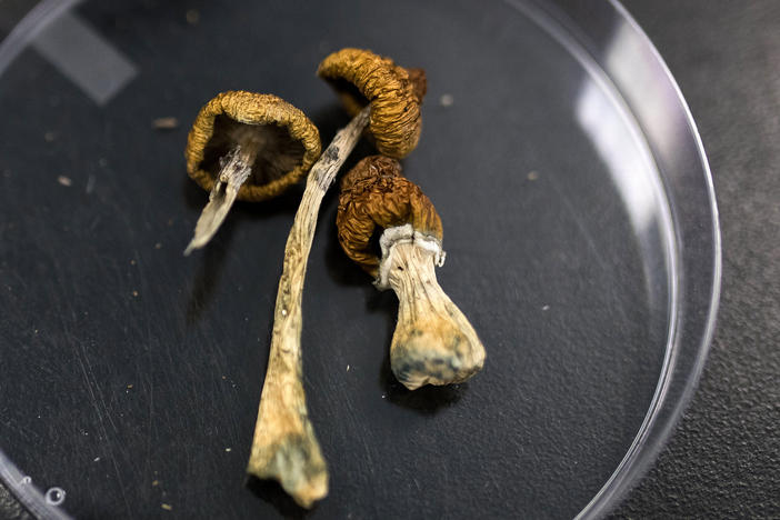 Dried Psilocybe mushrooms on a glass plate.