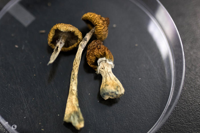 Dried Psilocybe mushrooms on a glass plate.