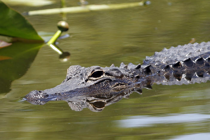 An alligator is seen at the Everglades National Park, Fla. On Friday, a gator was reportedly spotted with human remains in its mouth in a canal in Largo, Florida.