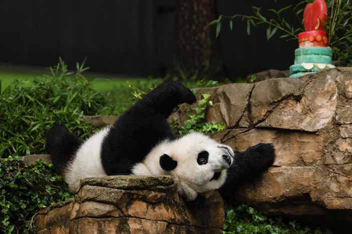Male giant panda Xiao Qi Ji rolls around in his enclosure during a "Panda Palooza" event at the Smithsonian National Zoo on Saturday, in Washington, D.C. We're guessing he hasn't heard about the looming government shutdown.