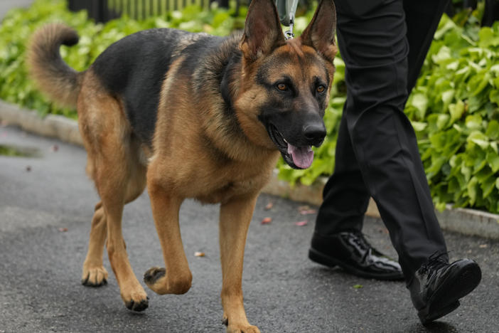 President Biden's dog Commander takes a walk outside the West Wing on April 29, 2023.