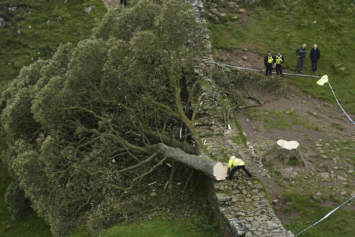 Police officers look at the tree at Sycamore Gap, next to Hadrian's Wall, in Northumberland, England, Thursday, Sept. 28, 2023. One of the U.K.'s most photographed trees was "deliberately" felled in an apparent act of vandalism, authorities said. The 300-year-old tree was made famous when it appeared in Kevin Costner's 1991 film <em>Robin Hood: Prince Of Thieves</em>.
