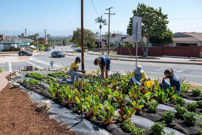 People harvest crops at the Asante Microfarm in front of a house in View Park, in Los Angeles, in 2021.