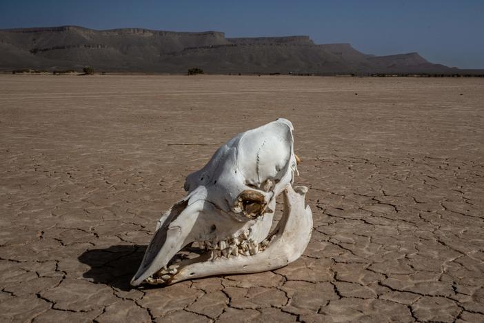 A new study in the journal <em>Nature Geoscience </em>predicts that 250 million years from now, a supercontinent formed around the equator will be too hot for mammals to survive.