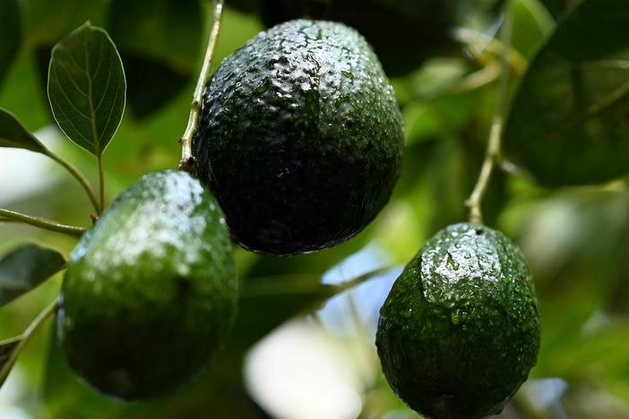 Avocados grow on trees in an orchard. Researchers in California have developed a new variety that is more resistant to extreme climates.
