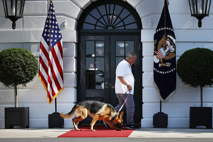 U.S. President Joe Biden's dog, Commander, is walked on the south side of the White House before a signing ceremony for the CHIPS and Science Act of 2022 on August 9, 2022 in Washington, DC.