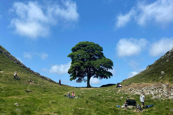 The famous Sycamore Gap tree along Hadrian's Wall in northern England is seen in June, at top, and the new landscape on Thursday after someone cut the tree down.
