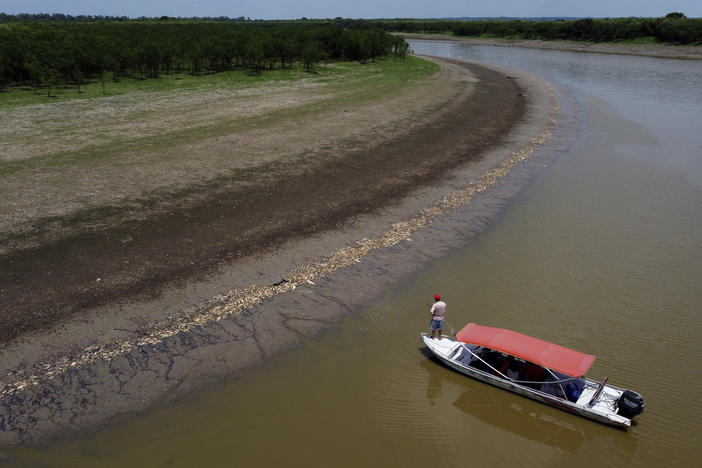 A fisherman stands on his boat as he navigates near thousands of dead fish awash on the banks of Piranha Lake due to a severe drought in the state of Amazonas, in Manacapuru, Brazil, Wednesday, Sept. 27, 2023.