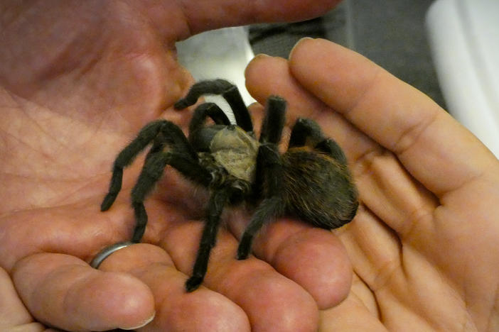 A festival goer gets to hold a tarantula in the education pavilion at the second annual Tarantula Festival in La Junta, Colorado.