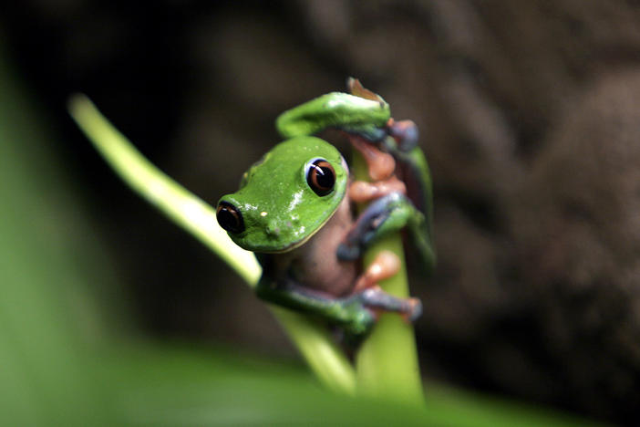 A study published in the journal <em>Nature</em> found that the status of amphibians globally is "deteriorating rapidly," earning them the unenviable title of being the planet's most threatened class of vertebrates. Here, an endangered Agalychnis annae, commonly known as a Blue-Sided Leaf Frog, is seen at National Biodiversity Institute of Costa Rica, INBio, in Heredia, Costa Rica.