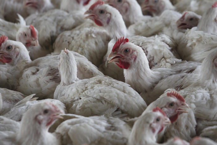 Chickens on a chicken farm in Lichtenburg, South Africa, Thursday, March 23, 2023.