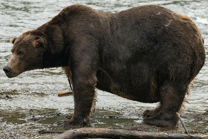 32 Chunk, known for his girth and a scar on his muzzle, has become one of the most dominant males on the Brooks River. But is that enough for him to win Fat Bear Week?