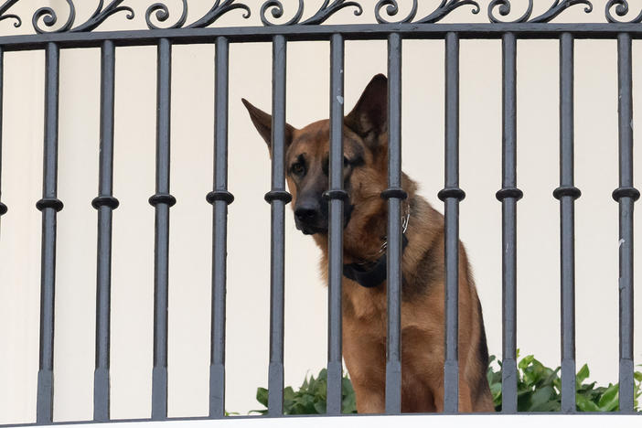 President Biden's dog Commander sits on the Truman Balcony at the White House on Sept. 30, 2023. The German shepherd is not staying at the White House at the moment after a series of biting incidents.