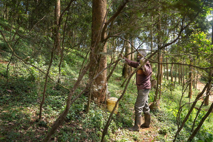 Jacob Murungi collects water near his home in central Kenya — harvesting it from fog that forms overnight and clings to trees.