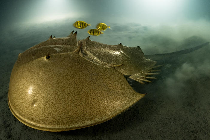 <strong>Portfolio Award Winner: </strong><em>The ancient mariner. </em>Pangatalan Island, Palawan, the Philippines. The tri-spine horseshoe crab has survived for more than 100 million years but now faces habitat destruction and overfishing for food and for its blood, used in the development of vaccines.