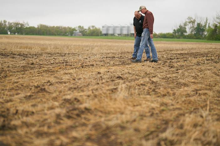 Farmer Rob Stone (R) and Gregory Gingera, a canola breeder at Corteva Agriscience, walk through Stone's field in Davidson, Saskatchewan, Canada in May. Canadian farmers are looking for ways to deal with recurrent drought, including planting earlier and using seeds that are more resistant to heat.