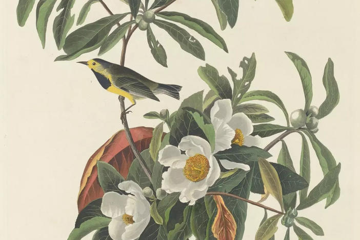 The historical range of the Bachman's warbler included Alabama, Florida, Georgia, North Carolina, South Carolina, and Tennessee.