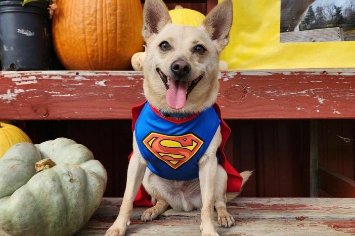 Charlie the superdog is the only member of the King family who got two Halloween outfits this year. His other costume is a doughnut.