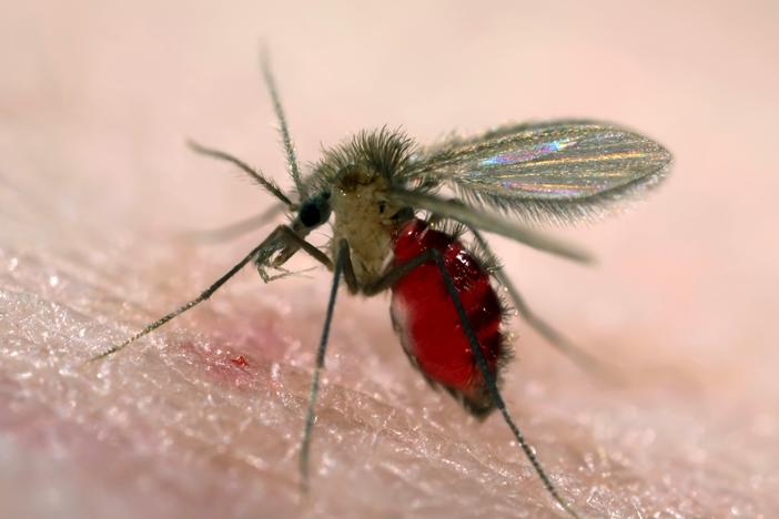 Sand flies carry the protozoan parasites that spread leishmaniasis. It was thought to be a disease of tropical climates, but leishmaniasis-causing parasites have now been found living and circulating in the United States.
