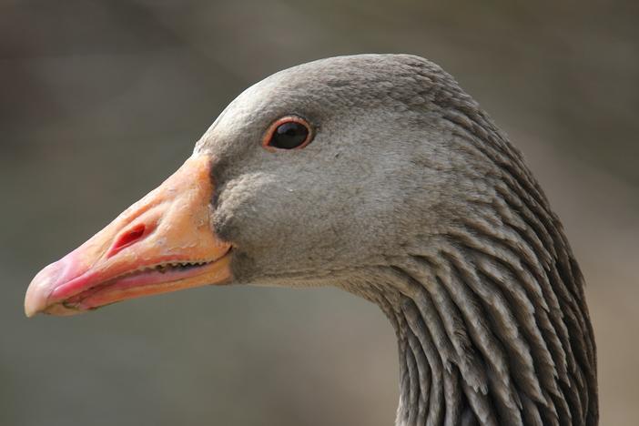 Do you know this goose? Researchers have developed a new facial recognition tool for geese that can ID them based on their beaks.