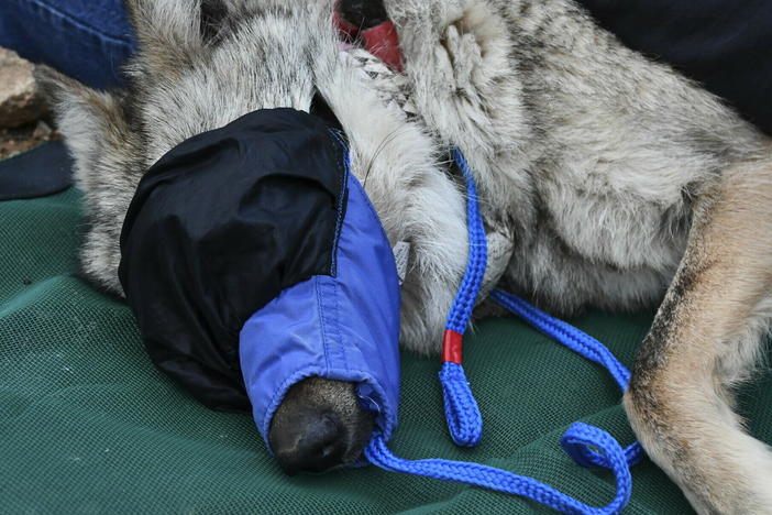 This June 7 image provided by the U.S. Fish and Wildlife Service shows the female Mexican gray wolf F2754 during a health check before being released into the wild in southeastern Arizona.