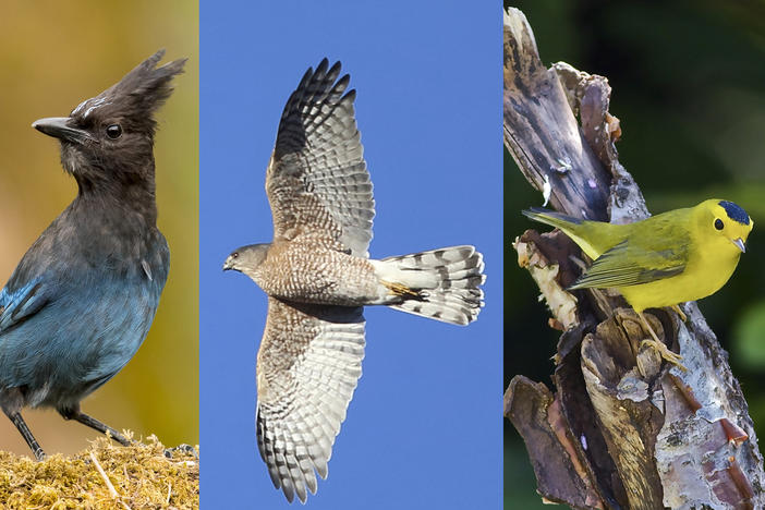The Steller's jay, Cooper's hawk, and Wilson's warbler will all get renamed under a new plan to remove human names from U.S. and Canadian birds.
