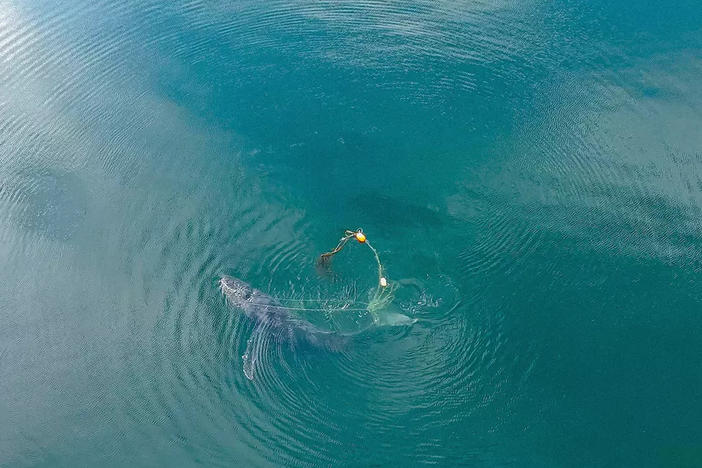 A team of wildlife officials collaborated with whale experts to free a humpback whale off the coast of Gustavus, Alaska last month.