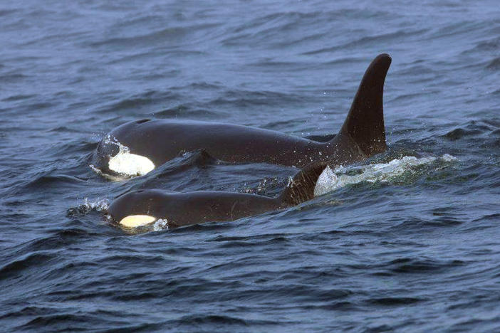 A pair of orcas swim off the west coast of Vancouver Island in 2018.