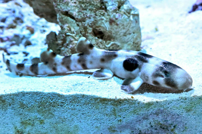 An epaulette shark pup that hatched from an apparent parthenogenesis is now on display at Brookfield Zoo, in a Chicago suburb.