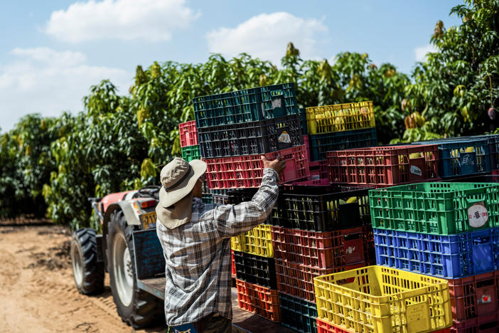 A Thai worker labors in Israeli fields adjacent to the Gaza Strip on Oct. 12.