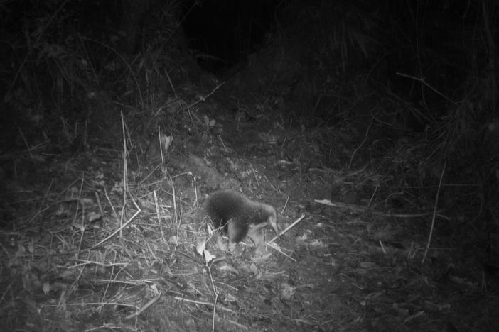 Attenborough's long-beaked echidna, spotted on camera for the first time, was the star finding for researchers during a month-long expedition in the Cyclops Mountains of Papua, Indonesia.
