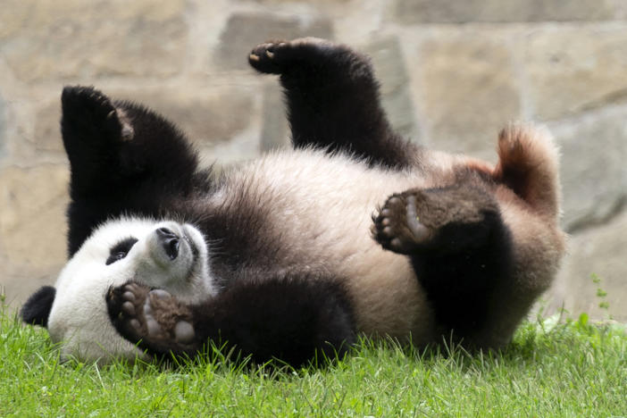 Giant panda Xiao Qi Ji plays at his enclosure at the Smithsonian National Zoo in Washington in September.