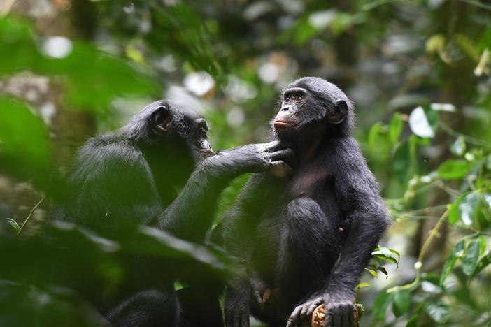 Bonobos (pictured) and chimpanzees are our closest relatives. A new study looks at how a community of bonobos behave when they encounter a different group of bonobos. It's markedly different from the way chimps treat strangers.