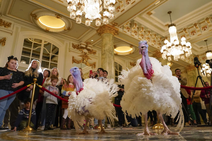 Two turkeys, named Liberty and Bell, were "pardoned" Monday at the White House ahead of Thanksgiving. Shown here, they're at the Willard InterContinental Hotel in Washington on Monday.