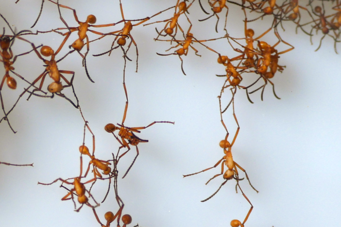 When army ants encounter obstacles, they link together to build living bridges.