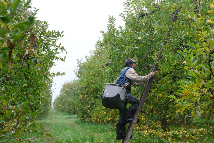 Guadalupe Zarate harvests trees for Kitchen's Orchard in Hedgesville, West Virginia. He can pick a bushel, more than forty apples, per minute.