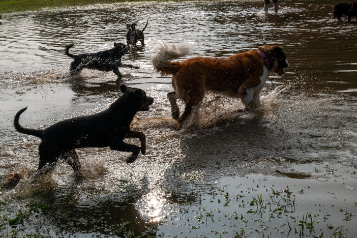 Healthy dogs romp in Brooklyn's Prospect Park in early October, after a storm caused severe flooding. Around the country a mysterious respiratory illness is making some dogs sick.