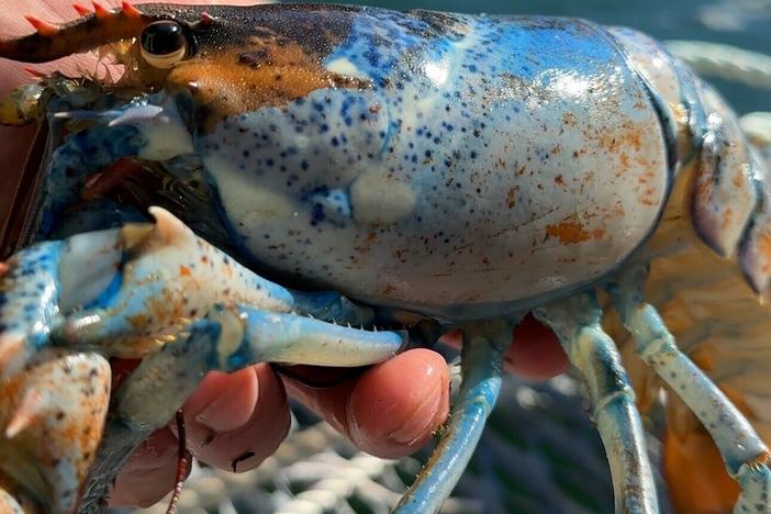 A fisherman holds Bowie the lobster, which was caught off the coast of Maine.