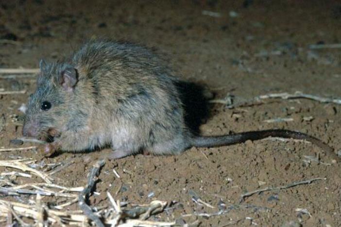 The long-tailed rat.