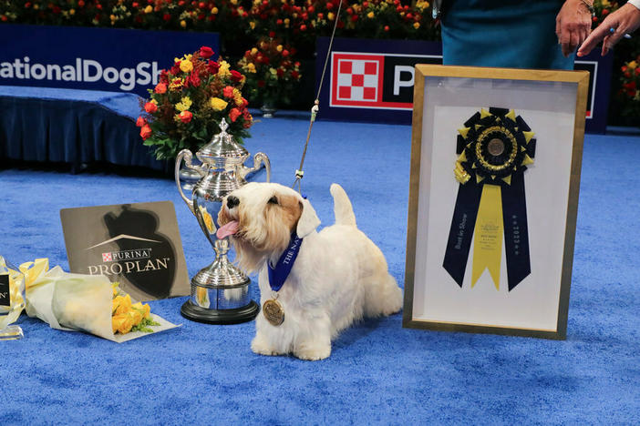 The 2023 National Dog Show Best in Show winner is a Sealyham terrier named Stache. Ahead of this win, Stache was the No. 2-ranked Terrier and No. 12-ranked All-Breed show dog in America. He has won 49 Best in Show prizes.