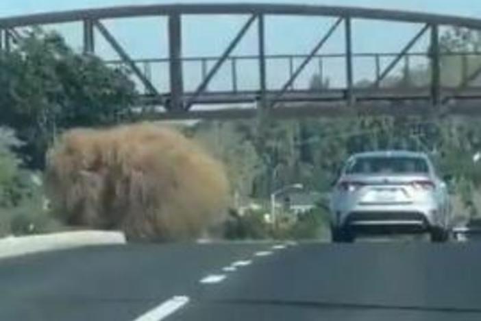 A tumbleweed roughly the size of a car was captured on video this week and posted on X, where commenters compared it to a giant hairball, belly lint gone wild, and the critters from a 1986 sci-fi horror movie.