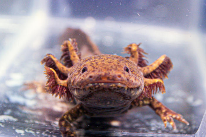 Axolotls became an internet sensation in 2021 after the video game Minecraft added the species into its universe.
