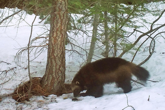 This photo provided by the California Department of Fish and Wildlife, from a remote camera set by biologist Chris Stermer, shows a wolverine in the Tahoe National Forest near Truckee, Calif., on Feb. 27, 2016, a rare sighting of the elusive species in the state. Scientists estimate that only about 300 wolverines survive in the contiguous U.S.