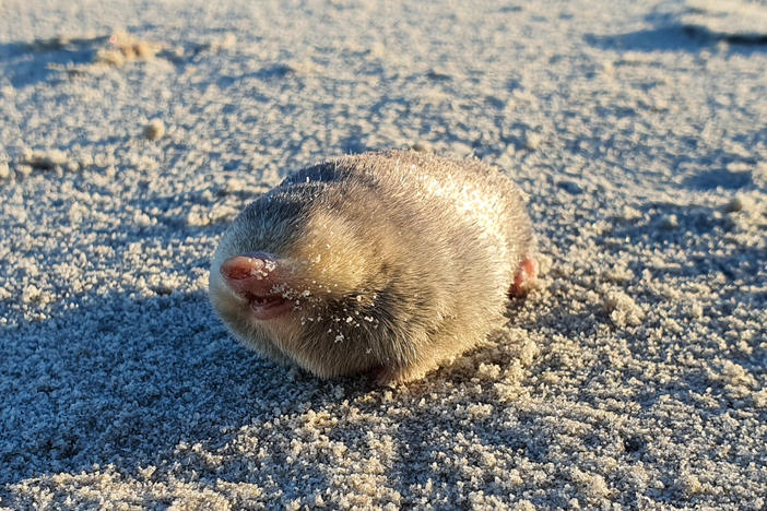 De Winton's golden mole, a blind mole that lives beneath the sand, has been rediscovered in Port Nolloth, South Africa. The small mammal has evaded scientists for nearly 90 years, using sensitive hearing that can detect vibrations from movement above the surface.