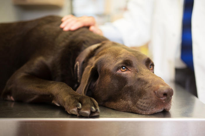 Many dog owners are worried about reports of a mysterious respiratory illness affecting dogs.